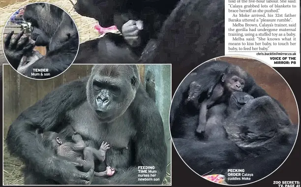  ?? ZOO SECRETS: TV, PAGE 41 ?? TENDER Mum & son FEEDING TIME Mum nurses her newborn son PECKING ORDER Calaya cuddles Moke