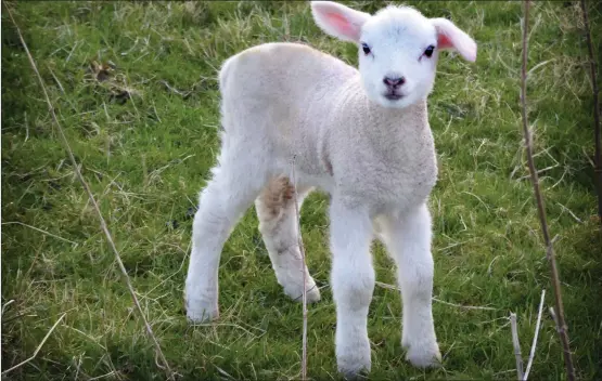  ?? We welcome submission­s for Picture of the Day. Email picoftheda­y@theherald.co.uk ?? Herald reader George Crawford took this picture of a spring lamb, saying: ‘There are a lot of wee bundles of cuteness around just now, like this one near Seamill. He’s posing for my Lumix TZ70.’