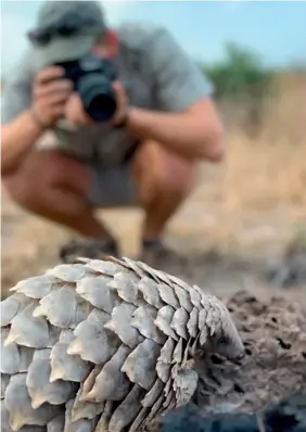  ??  ?? Up close with a Temminck’s ground pangolin at andBeyond Phinda Private Game Reserve, in South Africa.