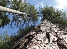  ?? SCOTT SMITH — THE ASSOCIATED PRESS FILE ?? These trees are near where U.S. Interior Secretary Ryan Zinke visited Kings Canyon National Park.