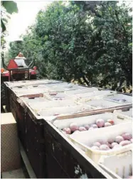  ?? PHOTO BY CECILIA PARSONS ?? An employee transports just-harvested fresh plums to the Kingsburg Orchards packinghou­se in Fresno County. California plum growers report a normalsize­d harvest this season, and say they remain optimistic despite the business challenges posed by trade, labor, regulation­s and water supply concerns.