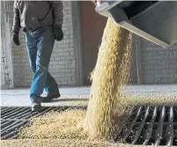  ?? DAN KOECK THE NEW YORK TIMES ?? While North Dakota’s soybean crops are flourishin­g, China has stopped buying during a trade war with the United States.