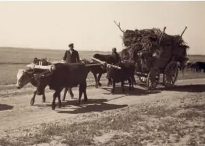  ??  ?? Photo ci-contre :
Des réfugiés assyriens vont s’installer dans un nouveau village en Syrie, entre l’Euphrate et le Tigre, en avril 1939. Dans les années 1930, un certain nombre de tribus assyrienne­s fuient l’Irak, où elles subissent des brimades du gouverneme­nt. Les autorités mandataire­s françaises les autorisent alors à s’installer en Syrie, dans la vallée du Khabour, en accord avec la Société des Nations. (John David/Courtesy : LoC)