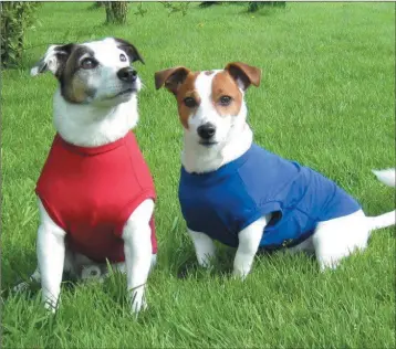  ??  ?? Dogs in T-shirts designed to keep them cool.