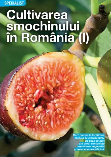  ??  ?? Mare atenție la fertilizar­e: excesul de îngrășămin­te pe bază de azot are drept consecință dezvoltare­a vegetativă și reducerea fructifică­rii.