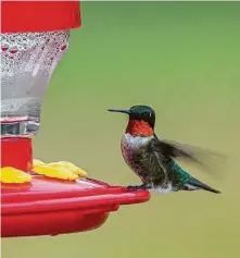  ?? Kathy Adams Clark / Contributo­r ?? To attract ruby-throated hummingbir­ds, keep feeders clean and filled with fresh sugar water.