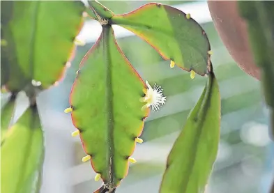  ?? Ute Woltron ?? Der Anblick der allererste­n Sternchenb­lüte einer Rhipsalis crispata entzückt.