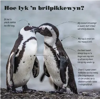Hoe lyk ’n brilpikkew­yn? - PressReader