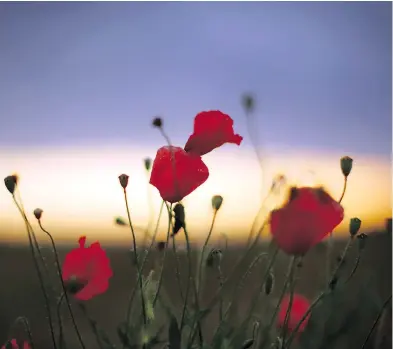  ?? CHRISTOPHE­R FURLONG / GETTY IMAGES FILES ?? Wild poppies grow on the verge of a Flanders field near Tyne Cot Military Cemetery in Passchenda­ele, Belgium. Sunday marks the 100th anniversar­y of the day the Great War ended.