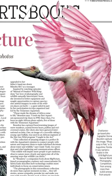  ??  ?? Chattanoog­a-based photograph­er Donna Bourdon captured this image, “Rhapsody in Pink,” in St. Augustine, Florida. It was named a finalist in the 2018 BigPicture Natural World Photograph­y Competitio­n, from among more than 6,000 entries from around the world.