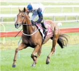  ?? Photo / Race Images ?? Roger That has drawn the outside gate in the 11 horse field at Tauranga today.