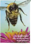  ??  ?? Do bumblebees rely on more than brain power?