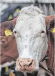  ?? FOTO: DPA ?? Eine Kuh im Stall. Die Milchwirts­chaft wird weiter durch die Einkaufsma­cht der Handelskon­zerne beeinfluss­t.