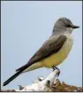  ?? U.S. Fish and Wildlife Service/ BARBARA WHEELER ?? Western kingbird