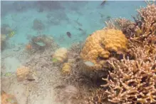  ?? PHOTOS: MARK STACHIEW/POSTMEDIA NEWS ?? The reefs surroundin­g Fiji are easily accessible for snorkeller­s and scuba divers alike. Jacques Cousteau’s son has a dive operation here.