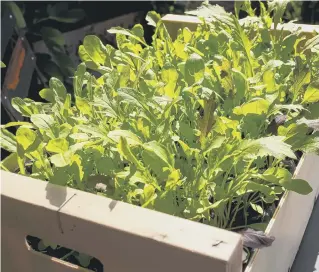  ?? Picture: Alamy/PA ?? Mixed salad leaves grow quickly so there’s still time to plant them