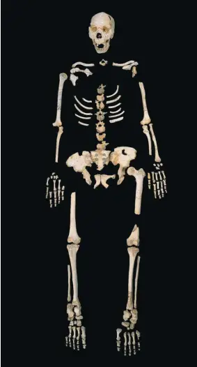  ?? MADRID SCIENTIFIC FILMS/ASSOCIATED PRESS ?? The skeleton of an ancient hominid from Sima de los Huesos, Spain.