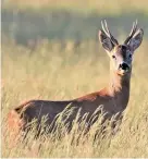  ?? Andy Linthorne ?? > Numbers of roe deer are clearly on the rise