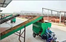  ?? YANG SHIYAO / XINHUA ?? Workers prepare feed for cattle at a farm in Tangshan, Hebei province, in May. The farm installed PV panels on cattle shed roofs to raise farmers’ incomes.