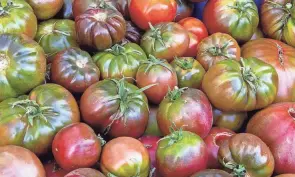  ?? OSU EXTENSION ?? Tomatoes ripen best when air temperatur­es are between 68 degrees and 77 degrees.