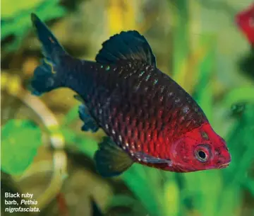  ??  ?? Black ruby barb, Pethia nigrofasci­ata.