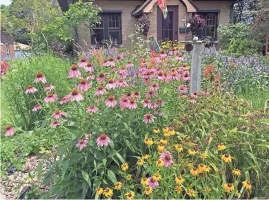  ?? KAREN JOHNSON AND JAMES TOTH ?? Karen Johnson’s Bay View yard bursts with life with meadow sage, purple coneflower, little bluestem and rattlesnak­e master.