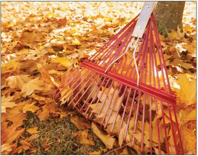  ?? (Dreamstime via TNS) ?? Before you take out your rake or leaf blower for the season, you might want to consider something other than a wholesale clear out.