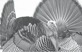  ?? PAUL A. SMITH ?? Tom turkeys were spotted strutting in Wauwatosa last week.