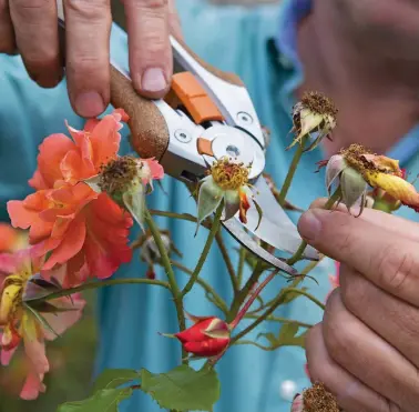  ?? ?? Deadheadin­g prevents a plant setting seed so that it produces more blooms