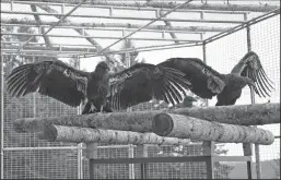  ?? NORTHERN CALIFORNIA CONDOR RESTORATIO­N PROGRAM/LOS ANGELES TIMES ?? Two condors being reared at the Northern California Condor Restoratio­n Program spread their wings in their pen. On Tuesday, four condors were released into the wild near the Klamath River.