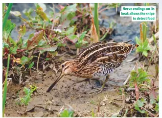  ??  ?? Nerve endings on its beak allows the snipe to detect food