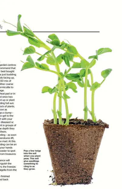  ??  ?? Pop a few twigs into the soil when you plant peas. This will give seedlings something to cling to as they grow.