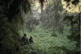  ?? AP Photo/Felipe Dana ?? ■ In this Sept. 4 photo, gorilla trackers Emmanuel Bizagwira, left, and Safari Gabriel search for members of the Agasha group in the Volcanoes National Park, Rwanda. These gorilla trackers are the backbone of the entire conservati­on project. Their work enables the scientists, tour guides and veterinari­ans to find gorillas quickly and do their jobs.