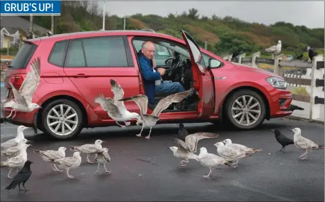  ??  ?? John Doyle feeding the birds in Courtown.