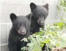  ??  ?? Bryce Casavant won the hearts of animal lovers when he sent two cubs to a wildlife refuge instead of euthanizin­g them.