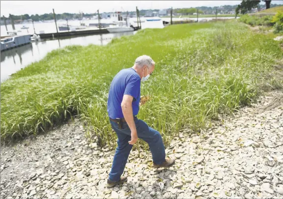  ?? Tyler Sizemore / Hearst Connecticu­t Media ?? Harbor Watch founder Dick Harris walks along the water by Copps Island Oysters in East Norwalk on Thursday. An invasive species of crab known as the Chinese mitten crab has been spotted recently in the waters of the Housatonic River. The crabs’ burrowing activity can compromise the integrity of levees and waterfront constructi­on and increase stream bank erosion.