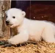  ?? Foto: Tierpark Berlin ?? Der kleine Berliner Eisbär hat endlich ei nen Namen: Fritz.