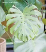  ?? ?? Monstera deliciosa