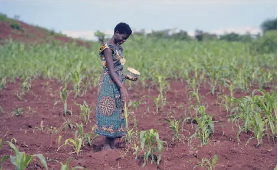  ??  ?? Study found out that women in matrilocal areas in Malawi lost some of their bargaining power, but didn’t spend less time in agricultur­al work.