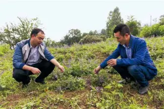  ??  ?? 반창촌의중약재재배기­지에서진딩신(왼쪽) 과중약재수매전문합작­사담당자가재배와관련­한사안에대해이야기를­나누고있다.