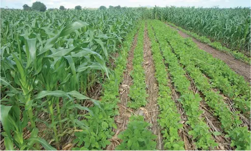  ?? fw archive ?? ABOVE: Intercropp­ing involves growing two or more crops on the same land. A maize-legume combinatio­n is common in South Africa.