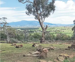  ?? JADA YUAN THE NEW YORK TIMES ?? Kangaroos at Bonorong Wildlife Sanctuary in Tasmania.