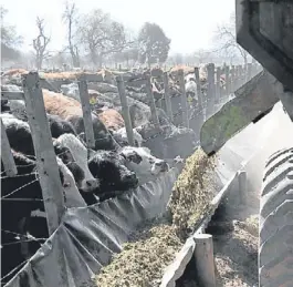  ?? MARCELO GENLOTE ?? Corral. Los feedlotero­s dicen que muchos incumplen el peso mínimo de faena.