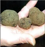  ??  ?? Elusive: Truffles are highly prized