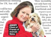  ??  ?? ANGRY Eileen of Friends of Animals Wales
schools and education authoritie­s.
Saying they were a not-for-profit organisati­on.
Claiming that a potential advertiser had previously verbally agreed to pay for sponsorshi­p.
Safety Guide raked in £2.5million,
churning out trashy booklets of little value. It has now been wound up in the public interest in the High Court in Manchester.
The business’s sole director was Matthew Ralphs, 37, of Ashtonunde­r-lyme, Gtr Manchester.