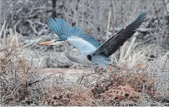  ?? CATHIE COWARD THE HAMILTON SPECTATOR ?? A great blue heron surveys Grindstone Creek for fish.