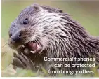  ??  ?? Commercial fisheries can be protected from hungry otters.