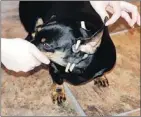  ?? — Submitted photo from Chris Ryan ?? Chris Ryan’s miniature dachshund, Lady, is shown with tubes in her ears not long after being treated by a veterinari­an after being attacked by a large mixed-breed dog in Witless Bay in April.