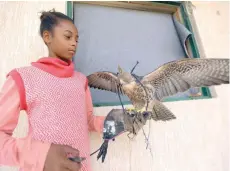  ?? — AFP ?? A girl holds a falcon in Tawergha.