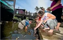  ?? SIMON O’CONNOR/STUFF ?? Gardiner teaches children how to properly feed eels their favourite snack - fresh meat.